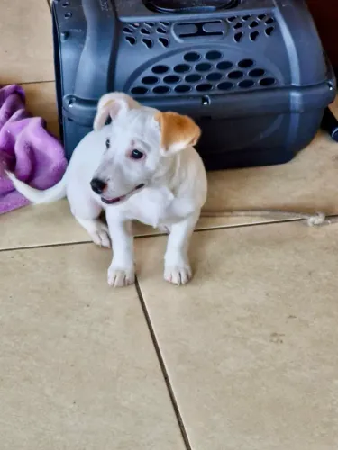 Venda  Jack Russell Terrier