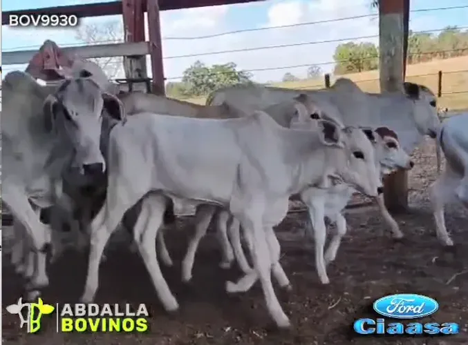 BOV9930 - 28 VACAS NELORE PARIDAS - RUBIATABA - GO
