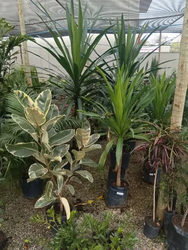 Ramos Floricultura, flores, mudas frutíferas, plantas para jardim!