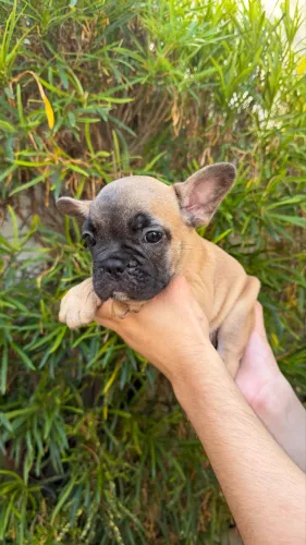 Bulldog francês
