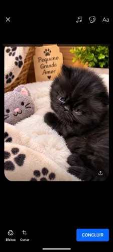 Gato persa lindíssimo