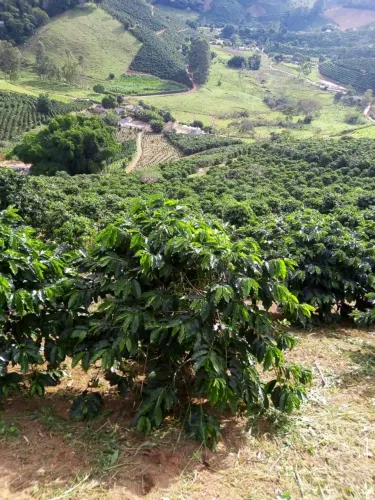 Vendo terreno em espera feliz com café produzindo e casa