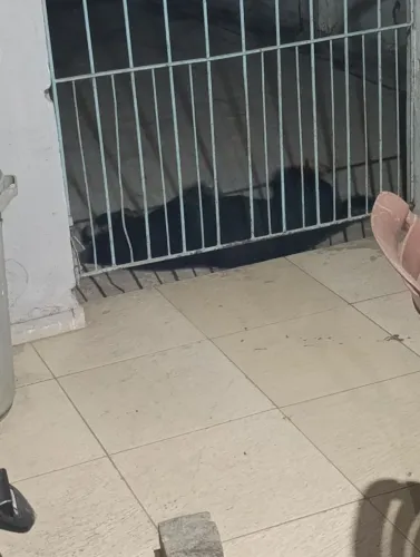 rottweiler misturado para adoção