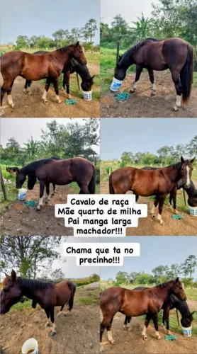 CAVALO BOM PRA SAIR RÁPIDO!!