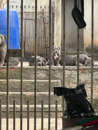 American Bully s/pedigree blue (macho)
