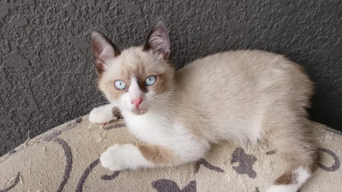 Doa-se gatinho fêmea de 4 meses