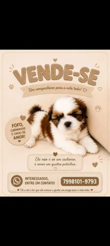 Lindo filhote de Shitzu macho para você levar
