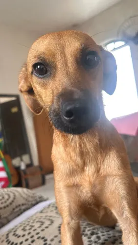 Doação cadela vacinada
