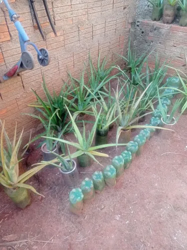 Babosa aloe vera