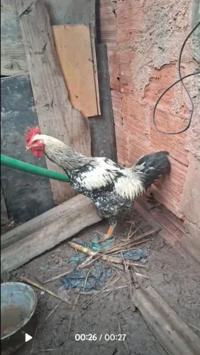 Vendo galo GSB
