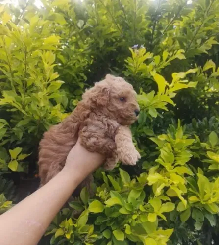 Poodle micro toy
