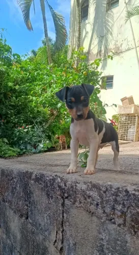 Fox paulistinha (filhotes a pronta entrega)