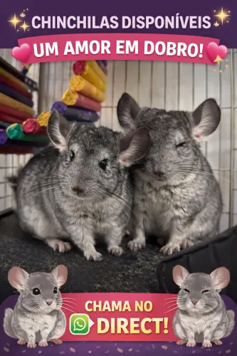 2 Chinchilas standard. Amor em dobro! Casinha vem junto!