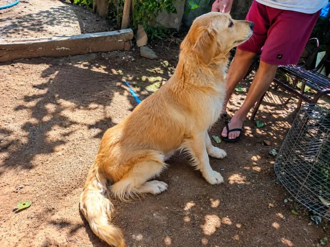 Golden Retriever