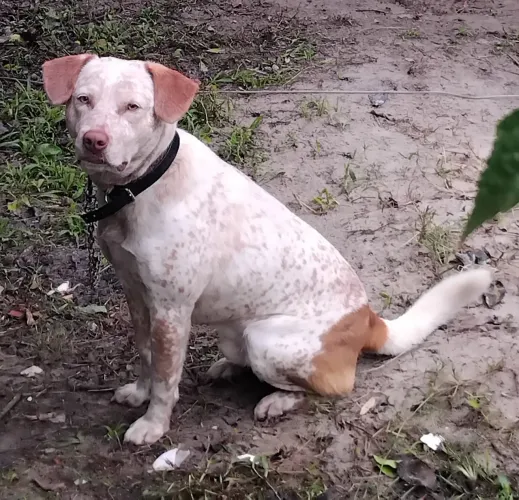 DOAÇÃO lindo mestiço Boiadeiro-australiano...