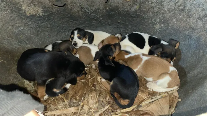 Filhotes de americano caçador