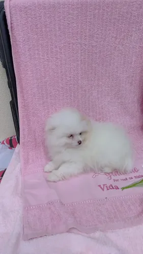Lulu da pomeranea