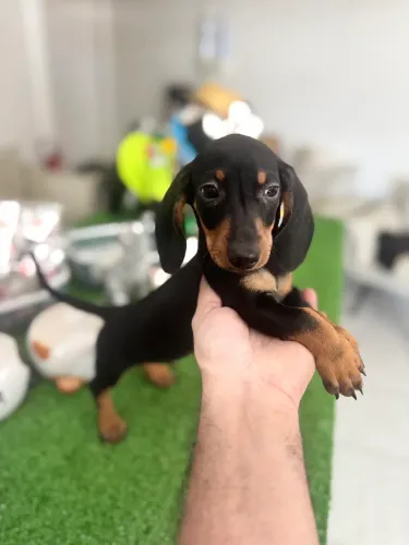 Dachshund pelo curo