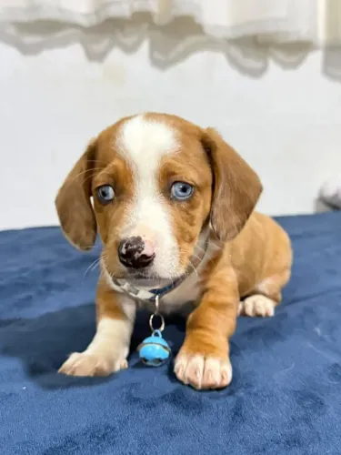 Basset fêmea e macho