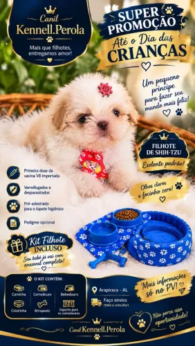 Shih-tzu Macho Areia e branco 