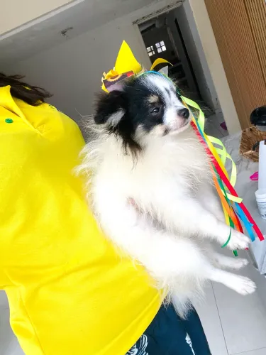 Spitz Alemão Anão . Luna