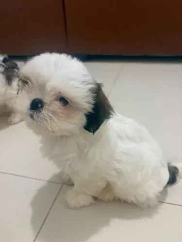 Filhotes Shih Tzu