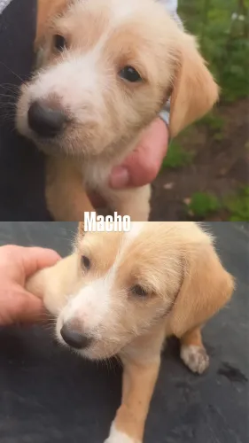 Fiapo de manga filhote para adoção