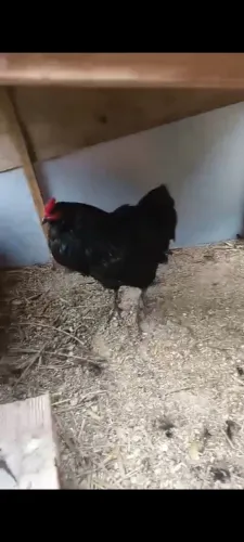 Galo ameraucana