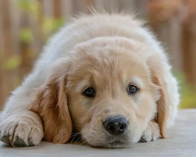 Filhot Golden Retriever