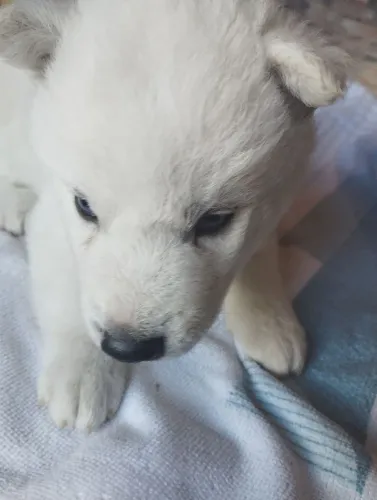 Vende-se filhotes de husky