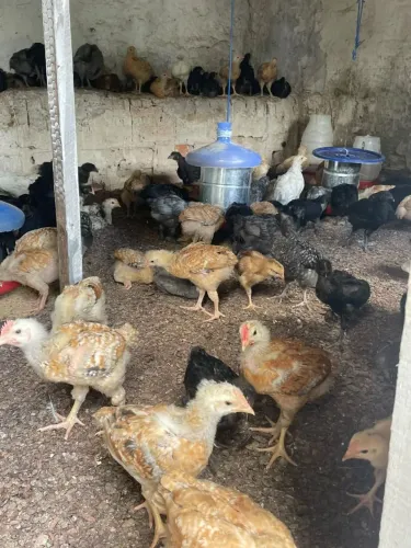 PINTINHOS CAIPIRAS COM 30 DIAS DE VIDA VACINADOS E VERMIFUGADOS  