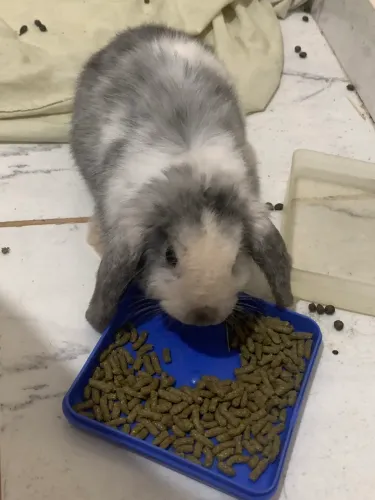 Coelho Holland Lop ou Anão holandês
