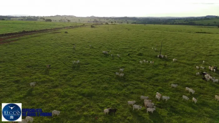 Fazenda Extra de 67 Alqueires em Petrolina de Goiás | Dupla aptidão
