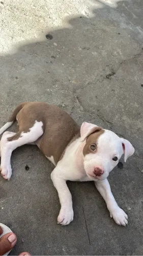Vendo filhote de pitbull fêmea