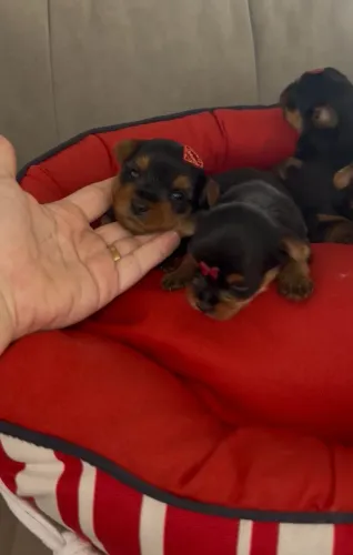 Yorkshire terrier
