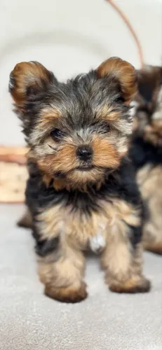 Filhote de Yorkshire Mini (Macho)