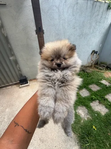 Spitz Alemão Lulu