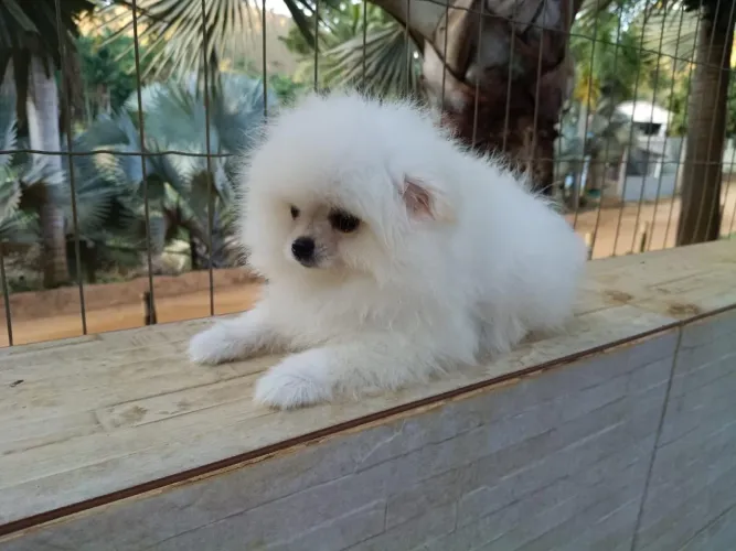 Vende-se Filhote de Spitz Alemão (Lulu da Pomerania) 