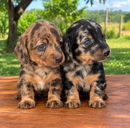 Femeas mofadinhas dachshund para reserva