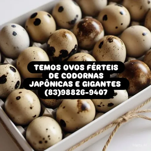 OVOS FÉRTEIS DE CODORNAS GIGANTES E JAPÔNICAS 