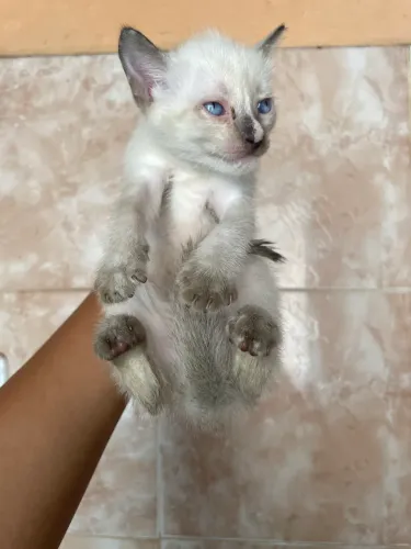 Gatinho