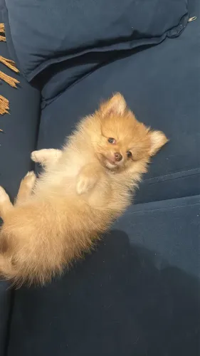 Spitz Lulu Fêmea 4 meses