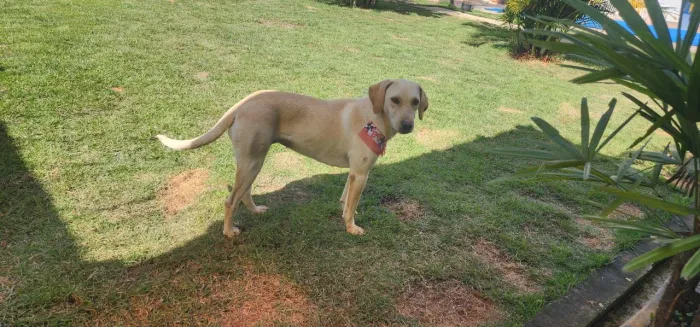 Labrador fêmea 9 meses doação