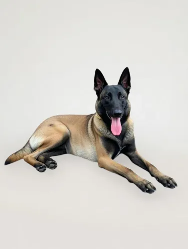 Pastor belga malinois