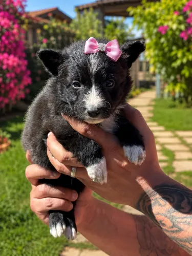 Encantadores bebês de Border collie fêmea