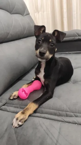 Filhote cachorro dócil para adoção