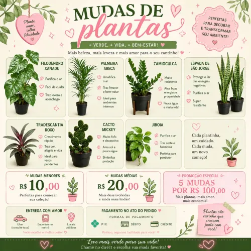 Lindas Mudas de Plantas para decoração de seu lar