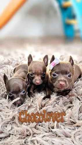 Miniaturas Pinscher Chocolate 