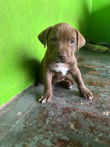 3 Pitbull macho