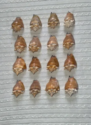 15 conchas Do Mar-Conchas caracol